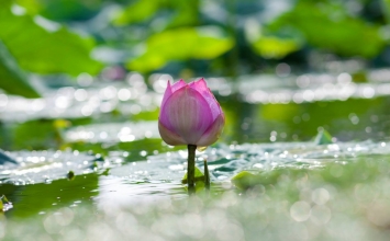 Trói mở do tâm